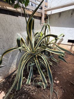 American aloe x 2
