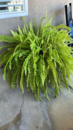 Large fern