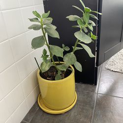Beautiful Plant In 7in Yellow Ceramic Pot