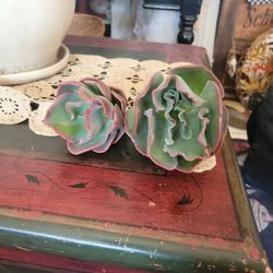 Succulents For Sale ECHEVERIA BLUE LAGOON

