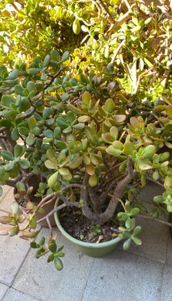 Plants