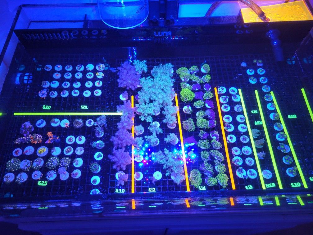 Fake Corals Frag Aquarium Decorations Fish Tank Saltwater