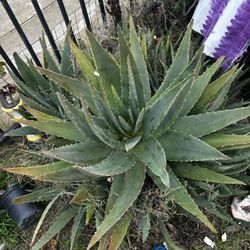 Different Varsity Of Aloe Veras!!!!