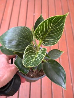 Philodendron Birkin