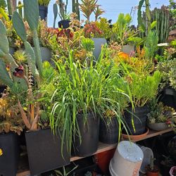 Plants