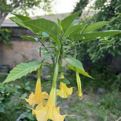 Flower Tree 