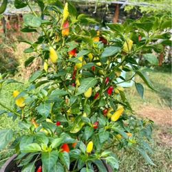 Tabasco Chili Pepper - pimiento picante