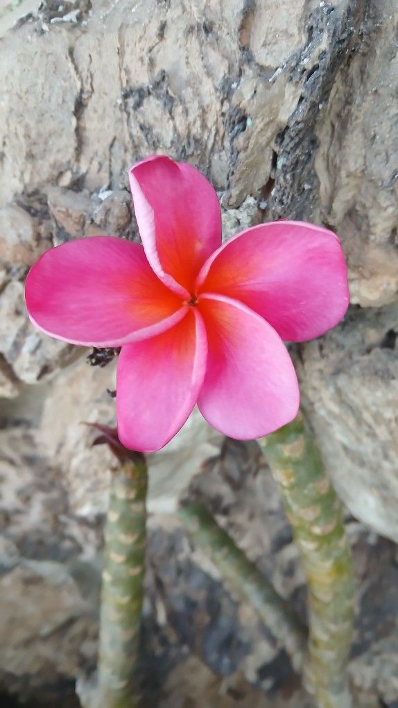 Plumeria Plants