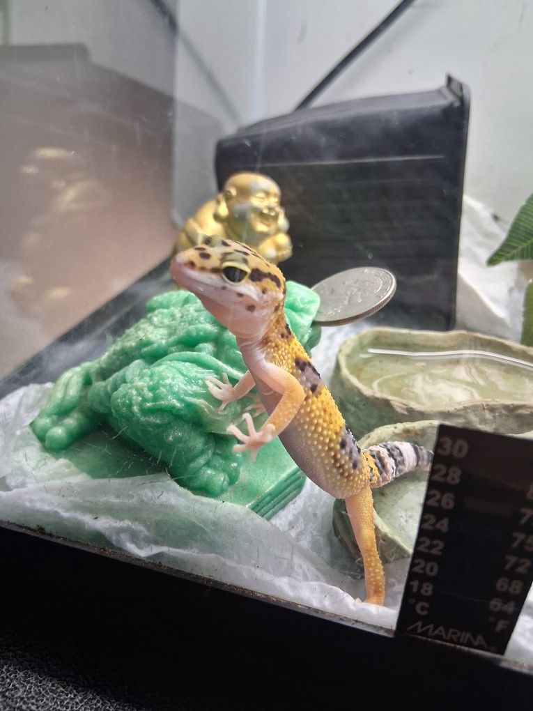 Leopard Geckos