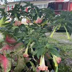Angel Trumpet Plant For Sale