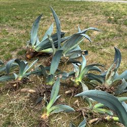 Blue Agave Plants