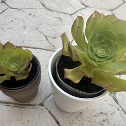 Succulents 