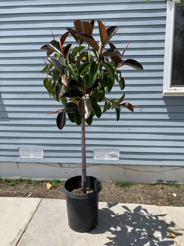 Rubber tree plant 6 1/2 7 feet in 10 gal pot for Sale in Los Angeles, CA OfferUp