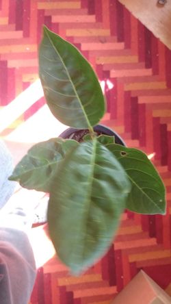 Jackfruit tree indoor houseplant organic