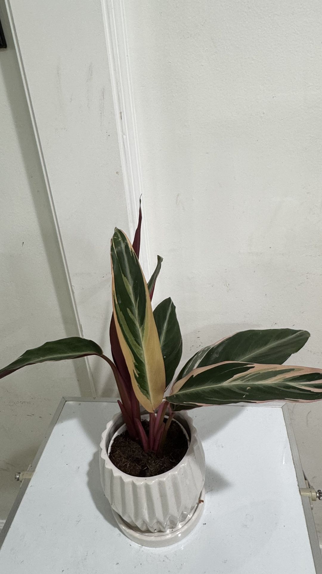 Calathea Tri Color