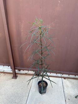 6” brachyton rupestris