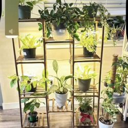 Shelf With 4 Grow Lights