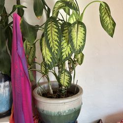 House Plants