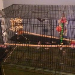 Bird Cage With Perches , Food Dishes And Toys