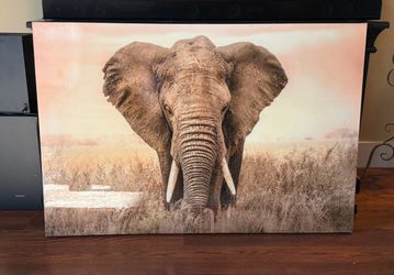 Elephant photo