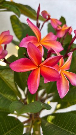 Plumeria San Miguel