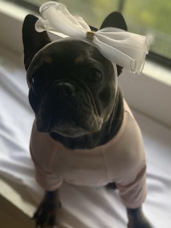 dog clothes