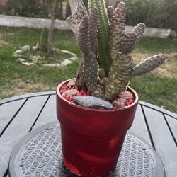 Very Healthy Pine Cone Cactus In Clay Pot 