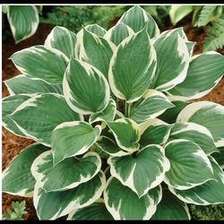 Hosta