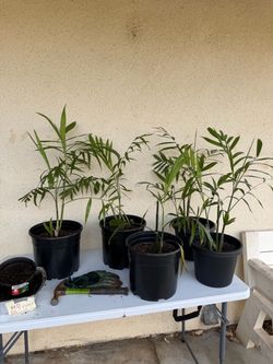 Plants