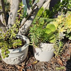 Siculents I. Ceramic Bases. Each For 7 