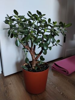 Jade Plant (Yes, It's Available)