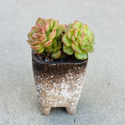 Succulents plants 🪴 （Echeveria 'Rolly'）