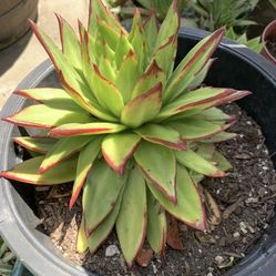 Succulents & Succulents 