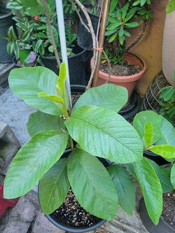Guava tree