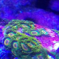Rastas Zoanthids (Reef Aquarium)