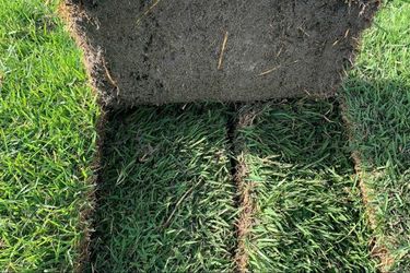 Fresh Daily Sod