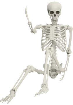 (2pcs) 5.4Ft/165cm Halloween Skeleton For Sale $23.00 50%+ OFF Retail $47.98 IN BOXES