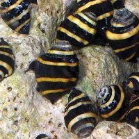Bumblebee Snails