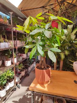 Money Tree