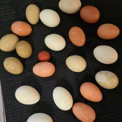 Eggs- Back Yard Raised, Free Range