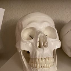 Anatomy Skull