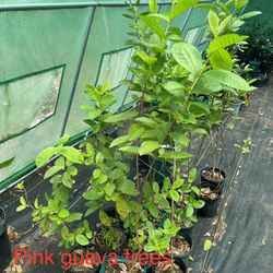 Pink Guava Trees 