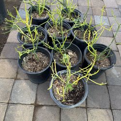 Pencil Firestick Succulent Plant And Tools  In One Gallón $10 Each Price Firm