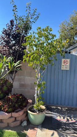 Two palms and one ficus tree