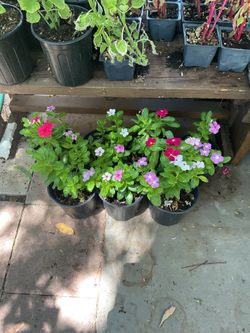 Vinca plants