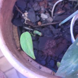 Bany Monstera Aurea Marmorata  