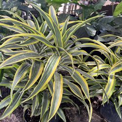 Dracaena lemon lime in 3 gls pot. SPECIAL PRICE 🤩