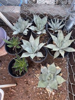 Blue Agave and cactus