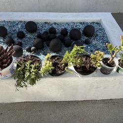 lot of 8 different varieties plants / succulents