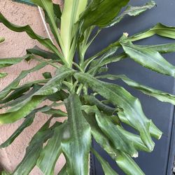 HERMOSAS PLANTAS NATURALES “DRACAENA PLANT”